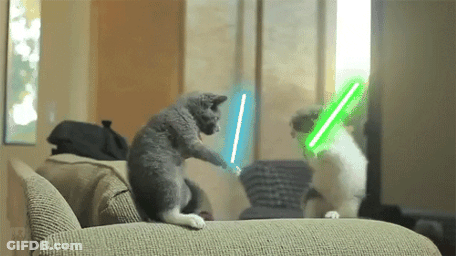 Star Wars Cat Fighting GIF