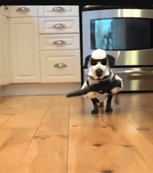 Star Wars Stormtrooper Dog GIF