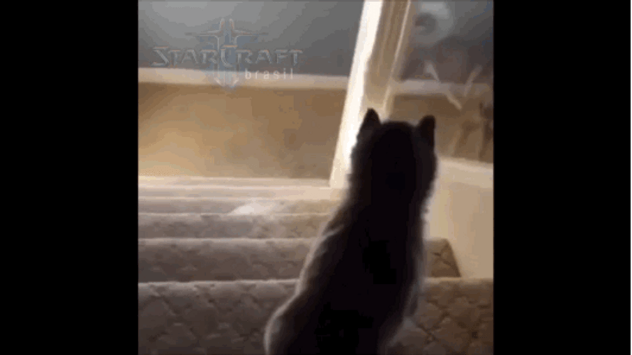 Starcraft 2 Dog GIF