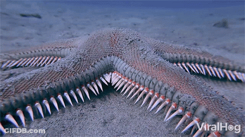 Starfish With Viralhog Text GIF