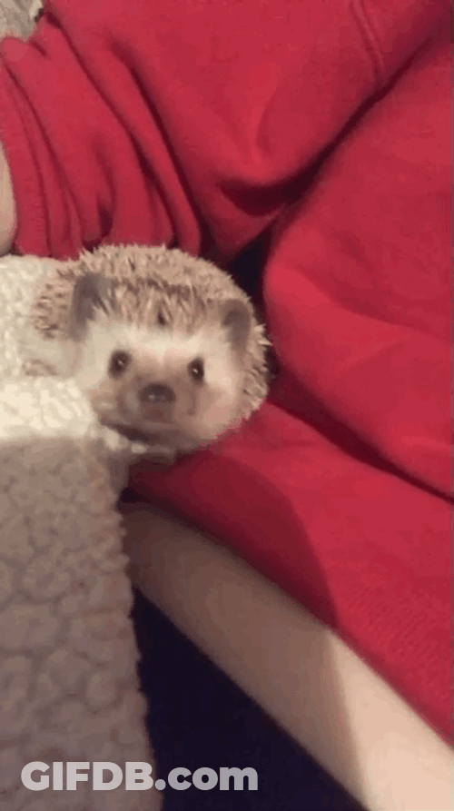 Staring Cute Hedgehog GIF