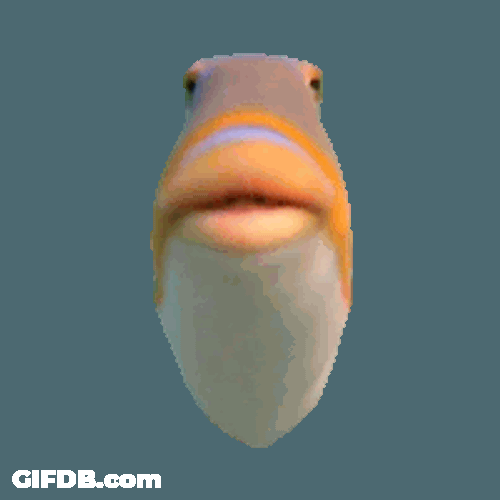 Staring Fish Sticker GIF