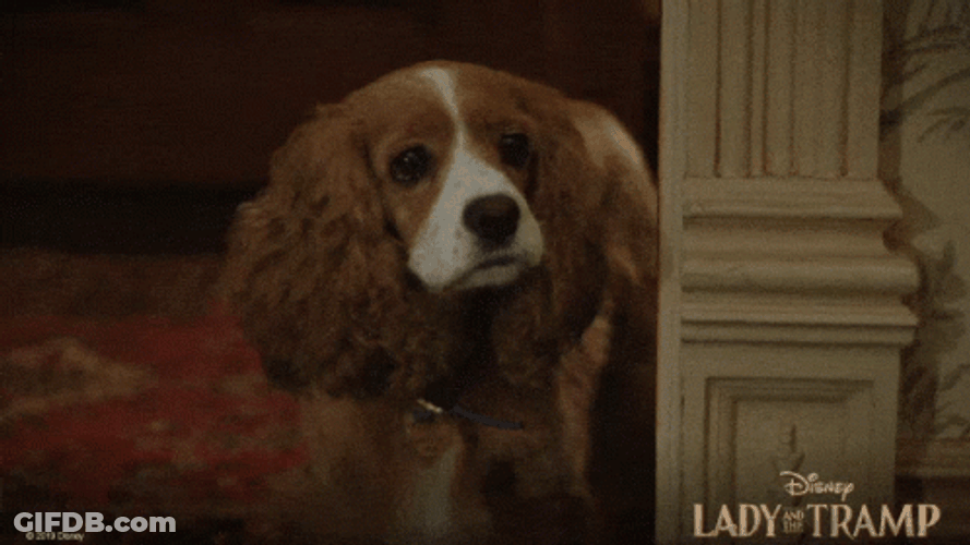 Staring Lady And The Tramp GIF
