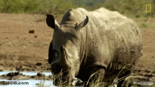 Staring The Bullying Bull Rhino GIF