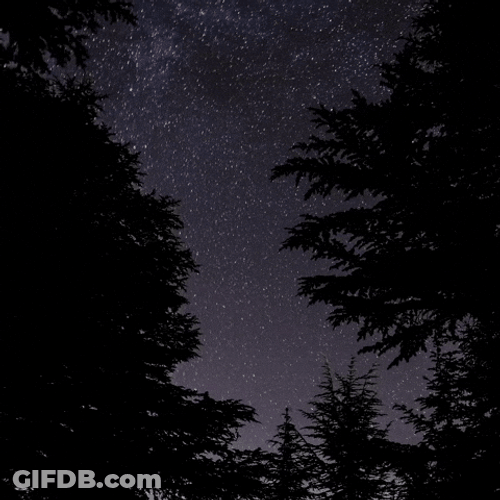 Starry Night With Tree Silhouettes GIF