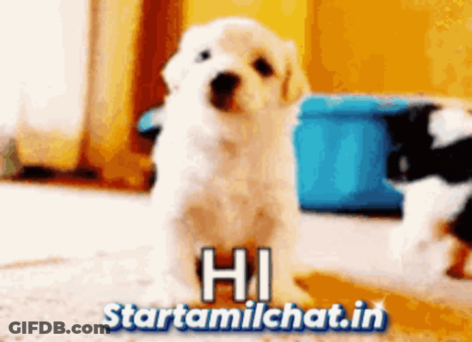 Startamilchat Sanjay Chat GIF