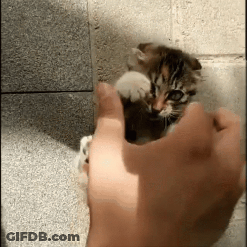 Startled Baby Cat Lover GIF