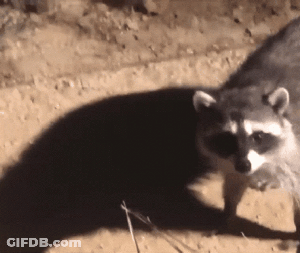 Startled Freeze Raccoon GIF