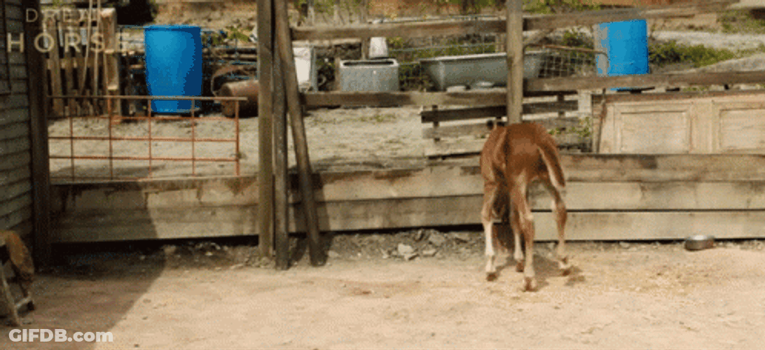 Startled Thin Foal Neigh GIF
