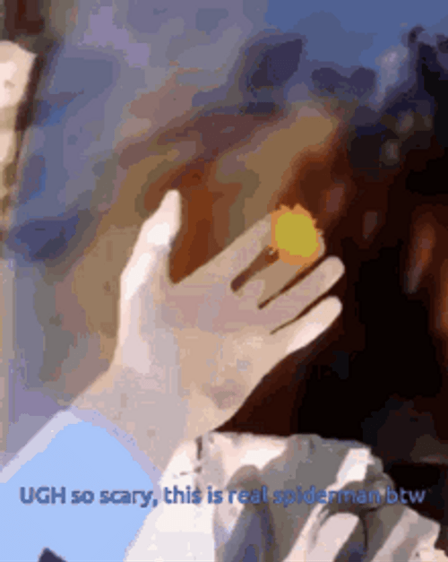 Startling Black Spider Jump Scare GIF