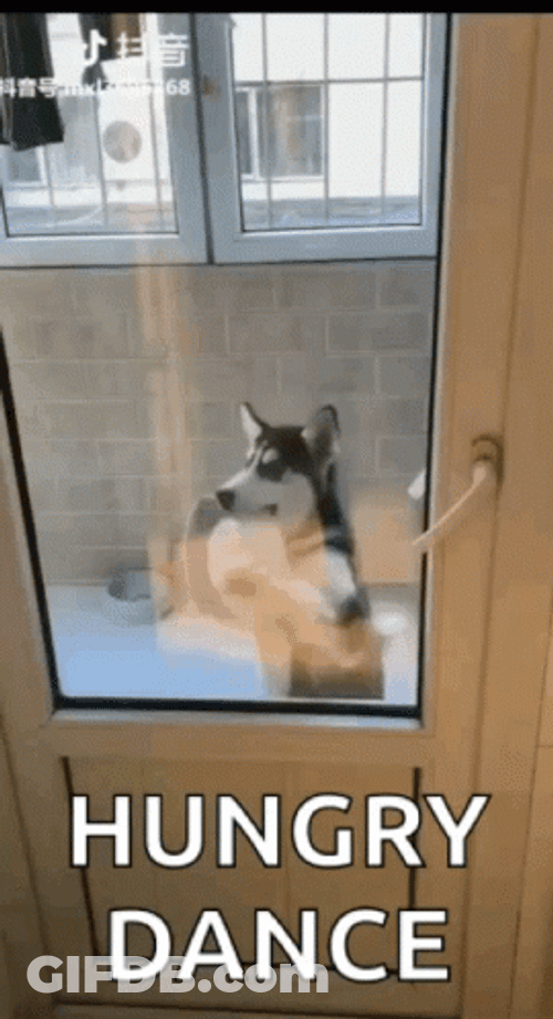 Starving Dog Hungry Dance GIF