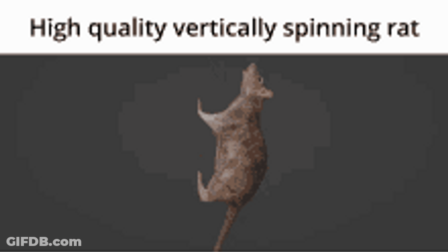 Stationary Rat Vertical Spin GIF