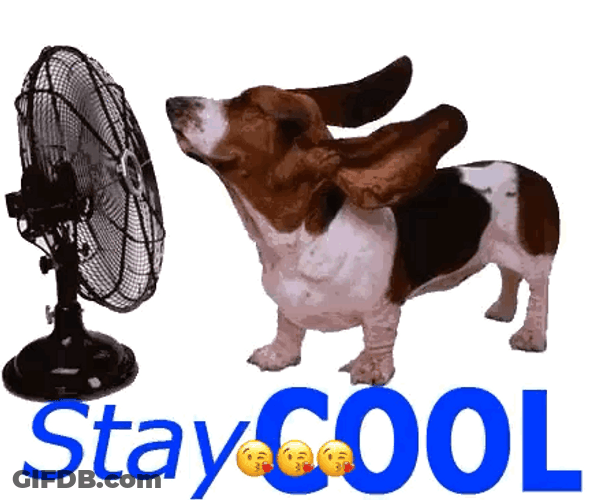 Stay Cool Because Its Hot Day GIF