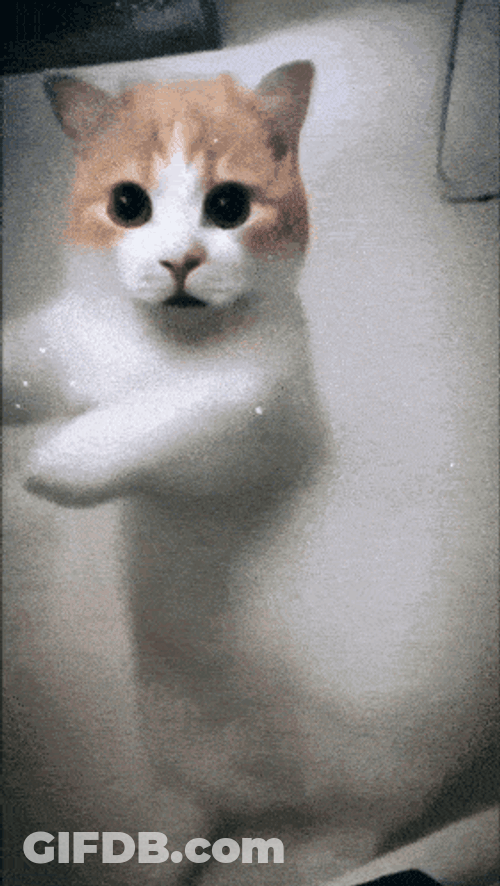 Stay Cool GIF