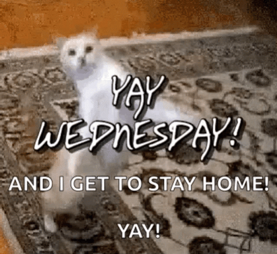Stay Home Dancing Cat Happy Hump Day Meme GIF