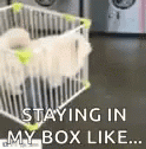 Stay In Your Lane Dog GIF