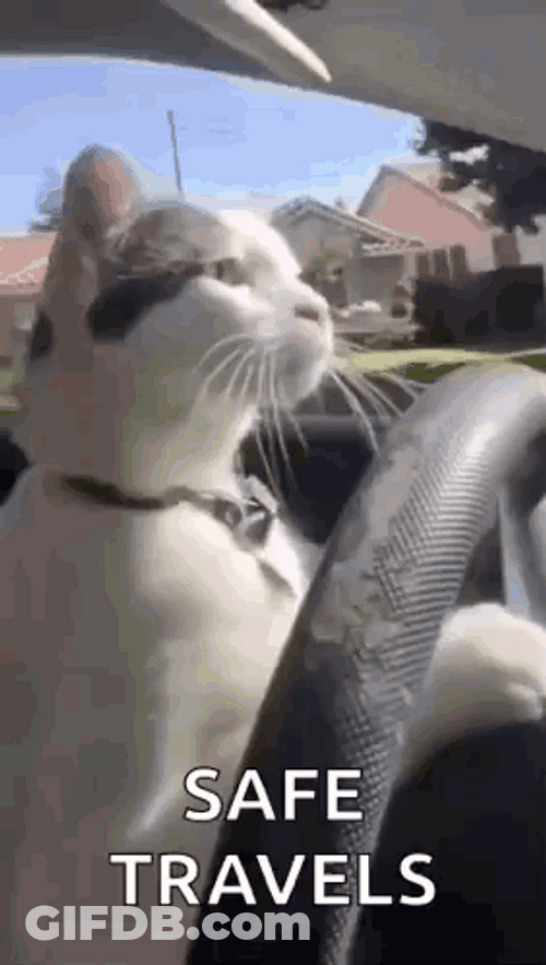 Stay Safe Driving Cat GIF