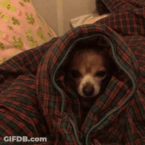 Stay Warm Dog Wrapped In Blanket GIF