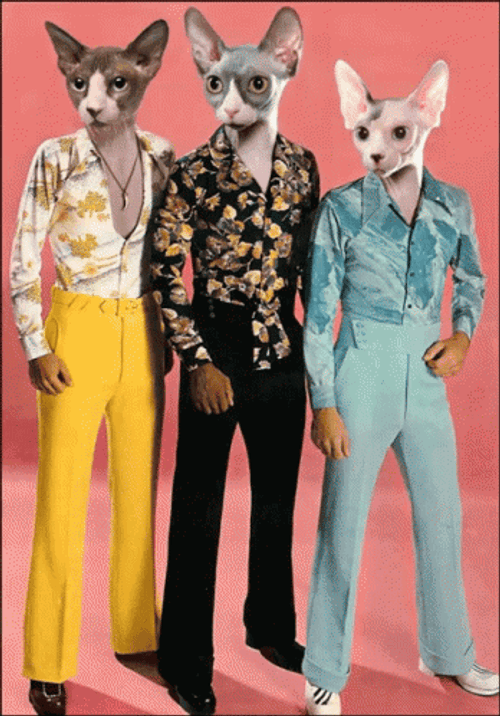 Stayin Alive Bee Gees With Cat Heads GIF