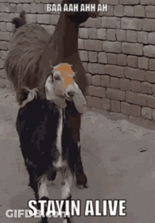 Stayin Alive Two Goats Swaying Its Heads GIF