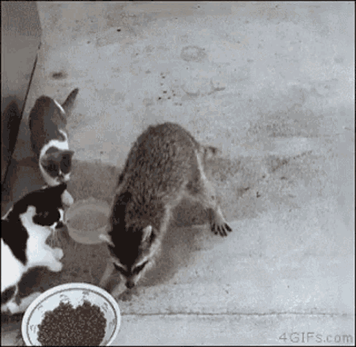 Steal Racoon GIF
