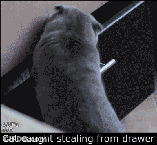 Stealing Cat Is Guilty GIF