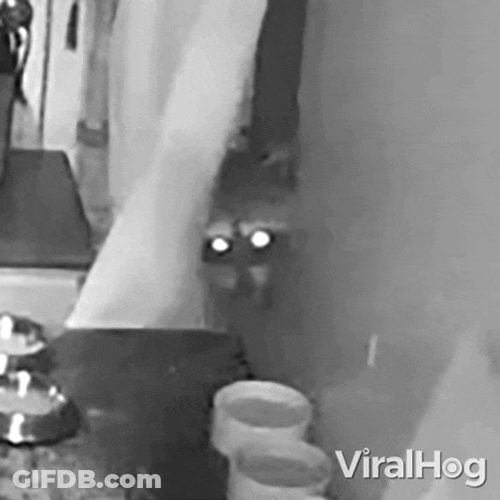 Stealing Viralhog GIF