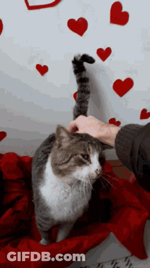 Stefan Panic Cat Love GIF