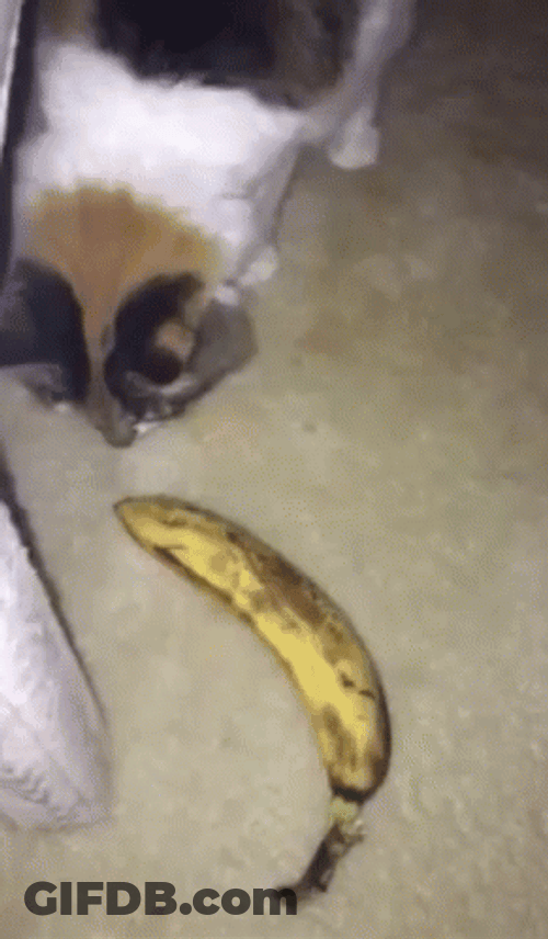 Stepping Backward Avoiding Banana Cat Meme GIF