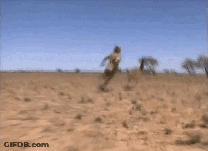 Steve Irwin Chasing A Large Bird GIF