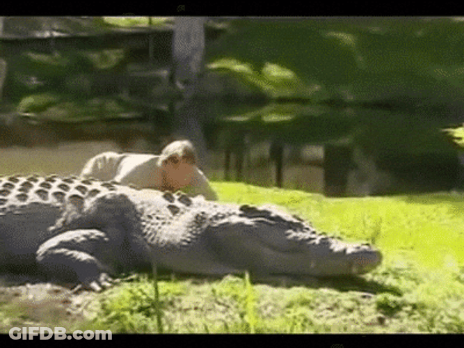 Steve Irwin Crawling Toward Crocodile GIF