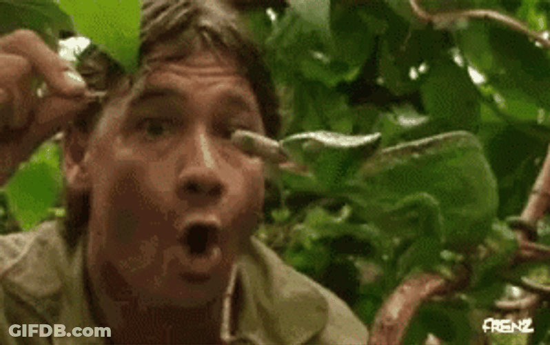 Steve Irwin Feeding Chameleon GIF
