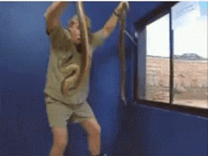 Steve Irwin Holding Two Snakes GIF