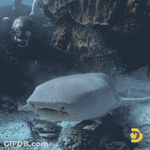Steve Irwin Son Robert On Its Shark Week GIF