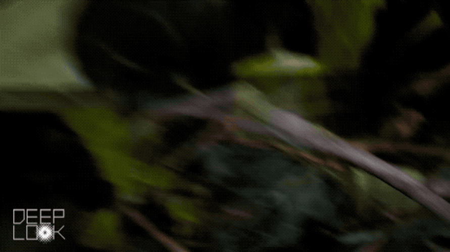 Stick Bug Climbing On The Tree Branch GIF