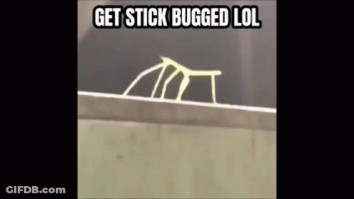 Stick Bug Crawling On Wall Get Stick Bugged GIF