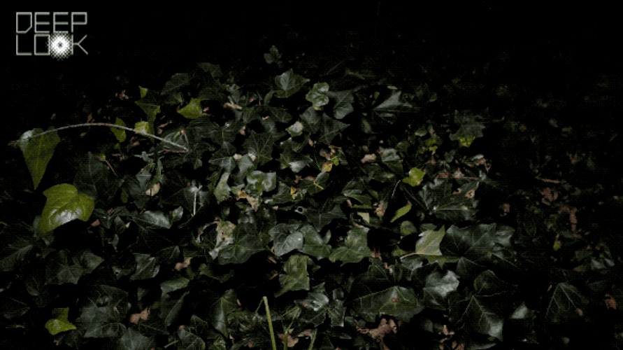 Stick Bug On Black Leafy Background Image GIF