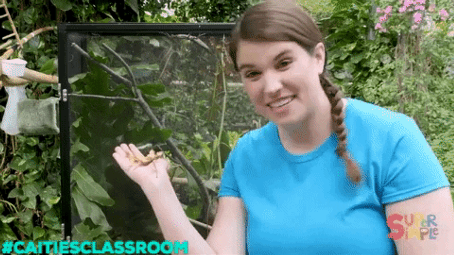 Stick Bug On Hand Of A Lady GIF