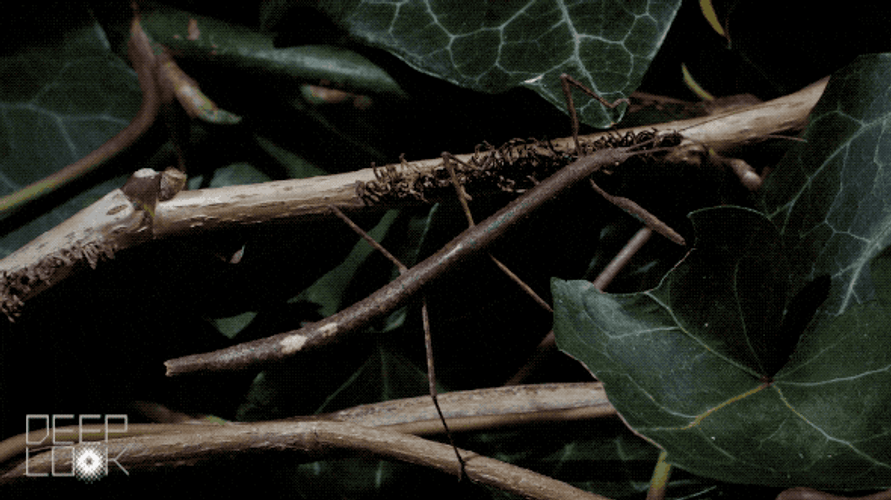 Stick Bug Pump Up GIF