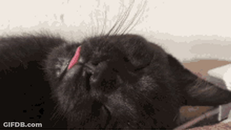 Sticking Tongue Out Black Cat GIF