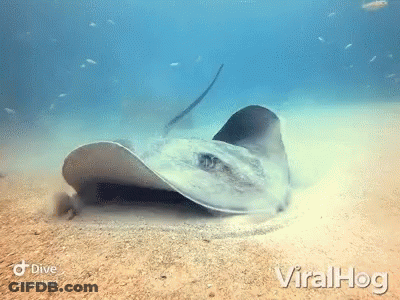 Stingray In Tank Saying That's What I'm Saying GIF
