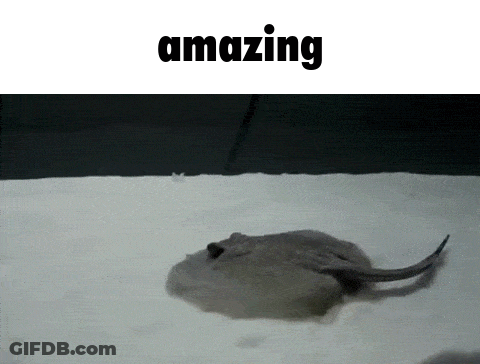 Stingray Saying Amazing GIF