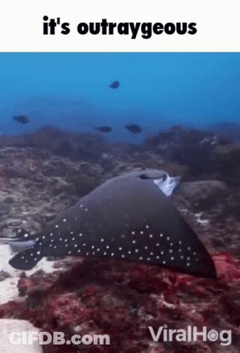 Stingray Saying It's Outrageous ViralHog GIF