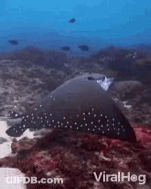 Stingray Swimming By Coral Reef GIF
