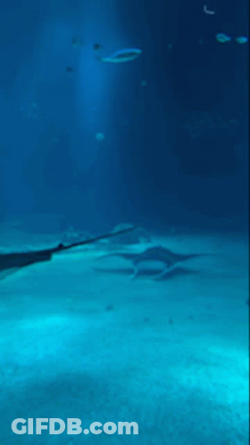 Stingray Swimming In Aquarium With Fish GIF