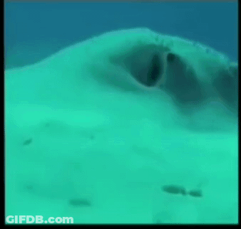 Stingray Swimming In Ocean With Eyes Open GIF