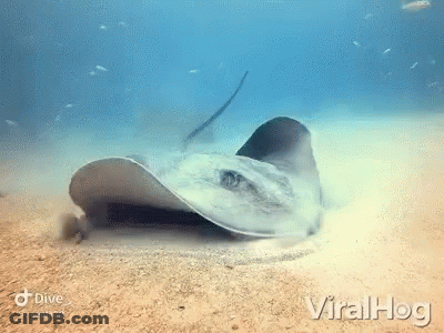 Stingray Swimming In Ocean With Viralhog GIF