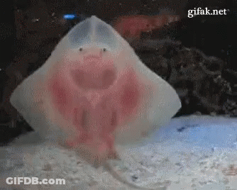 Stingray Swimming In Tank With GIF