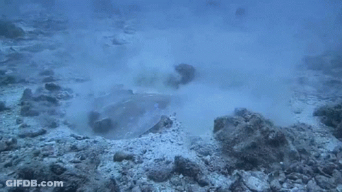 Stingray Swimming Looking At Camera GIF