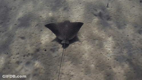 Stingray Swimming Near Palm Tree GIF